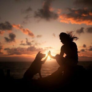 🐾 Czy psy widzą więcej niż my?